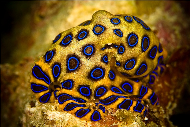 Click to View Blue-Ringed Octopus<br><span style='font-size:12px'><i>WWW</i></span>
